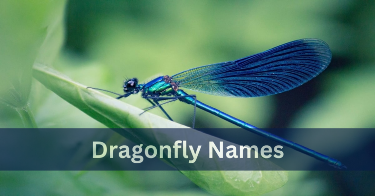 Dragonfly Names – Choose The Best Names of Dragonfly With Meanings In 2024