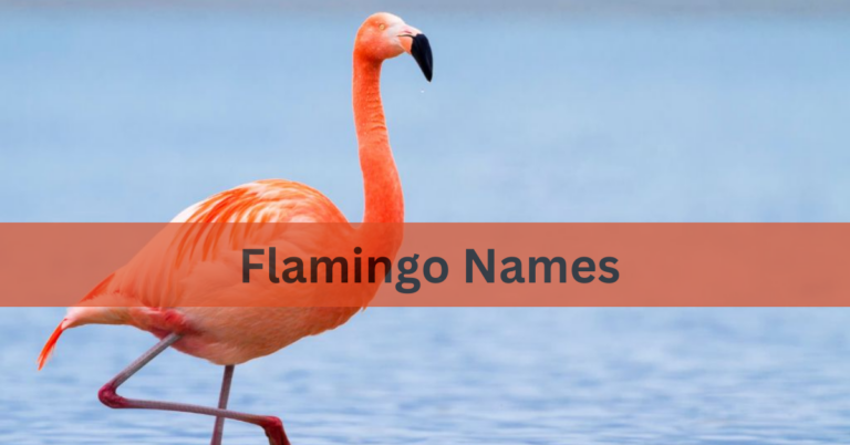 Flamingo Names – Choose The (Best,Beautiful And Charming Names) of Flamingo In 2024