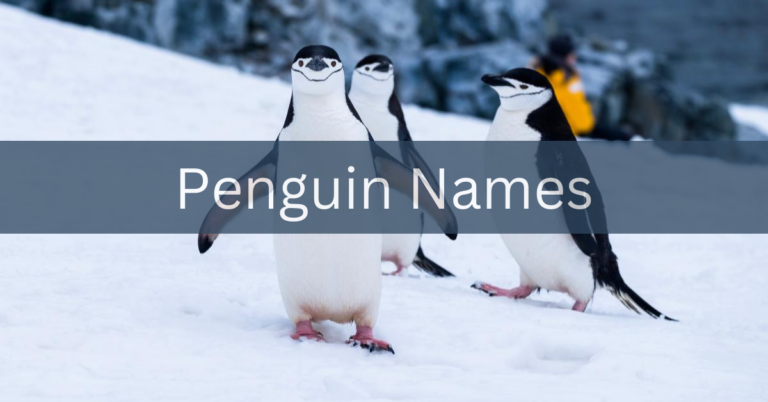 Penguin Names – Choosing The Right Names In 2024