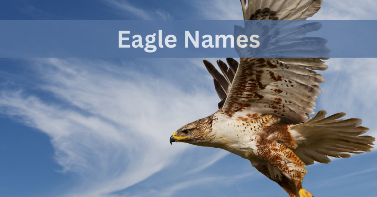 Eagle Names – Choose The (Best,Unique,Cool and Stylish) Names In 2024