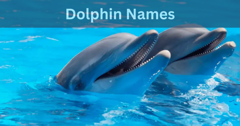 Dolphin Names – Discover The All Types (Unique , Attractive, Funny and Crazy) Names In 2024