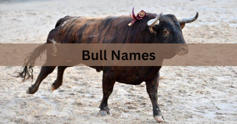 Bull Names – Discover The All Names In 2024