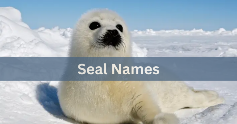 Seal NamesSeal Names – Unique Names Ideas of (Source, Meaning, Types) In 2024