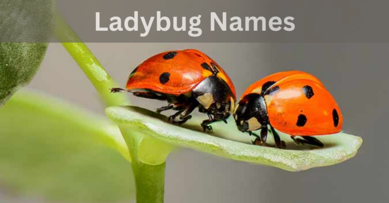 Ladybug Names – Unique and Adorable Names In 2024