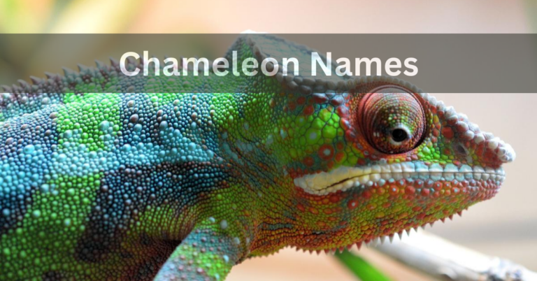 Chameleon Names – Discover The Best Names In 2024