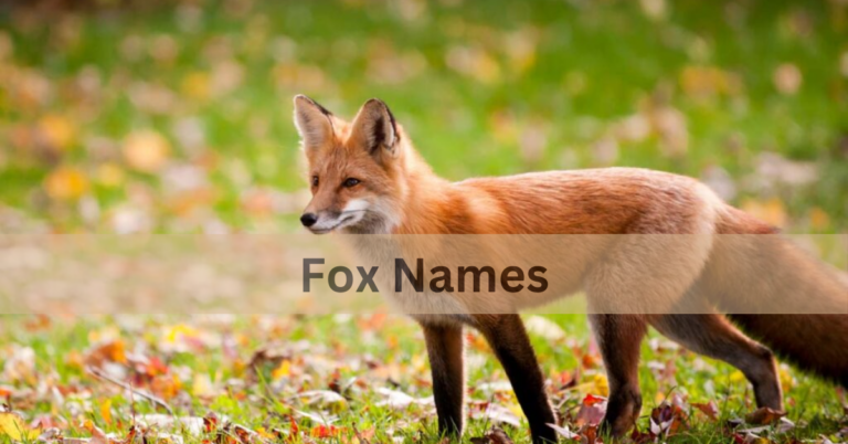 Fox Names – Unleashing Creativity for Your Foxy Companion In 2024