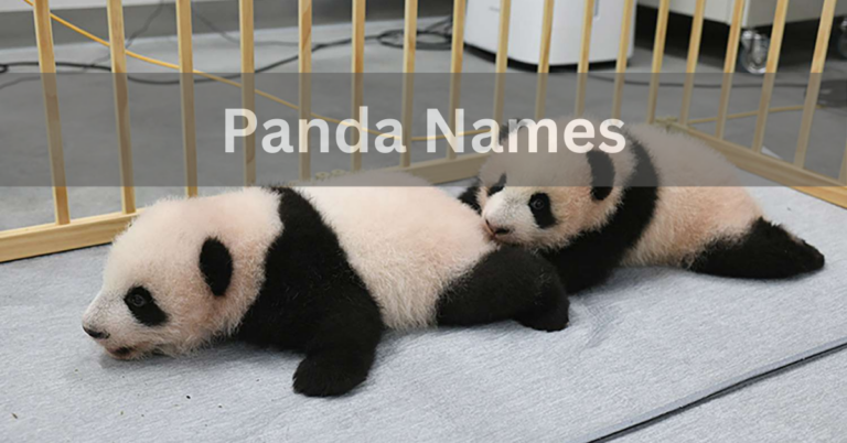 Panda Names – Choose The Unique And Cute Names Of Panda In 2024