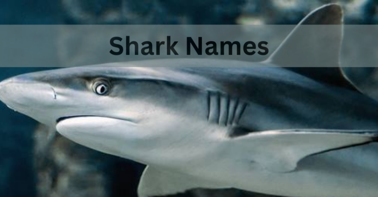 Shark Names – A Unique And Adorable Names of Shark In 2024
