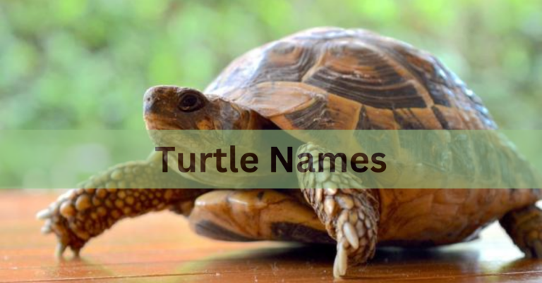 Turtle Names – Discover A Unique,Beautiful And Charming Names In 2024