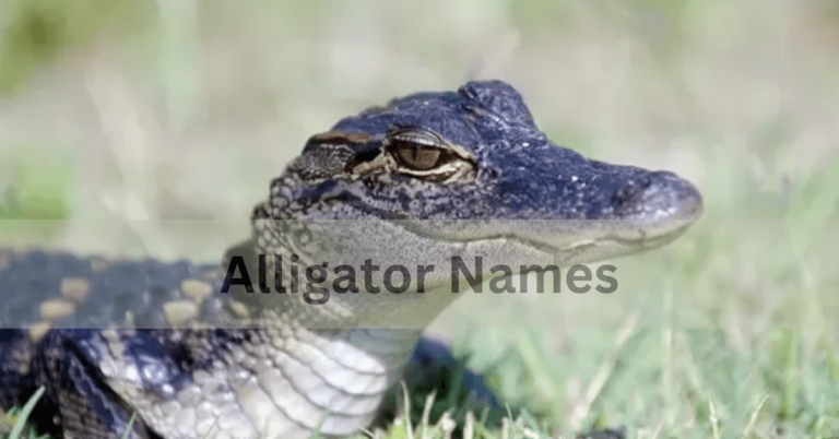 Alligator Names – Discover The Unique And Creative Names In 2024!