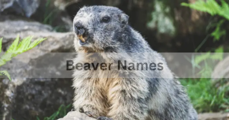 Beaver Names – A Perfect Names Of Beaver In 2024