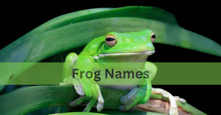 Frog Names – A Unique And Cute Names Of Frogs In 2024