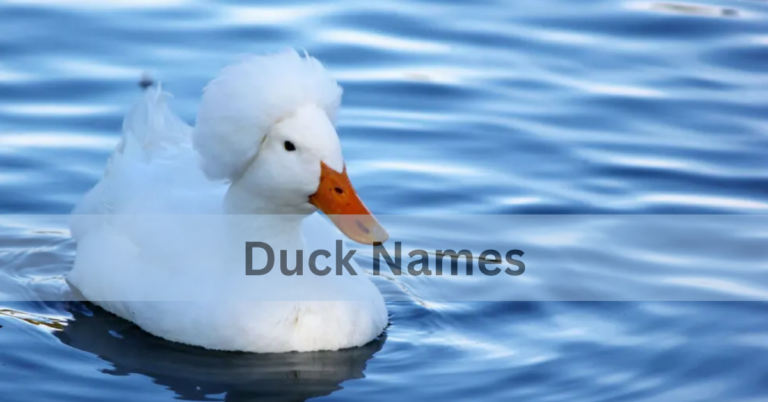 Duck Names – Choose The Best And Creative Names In 2024 