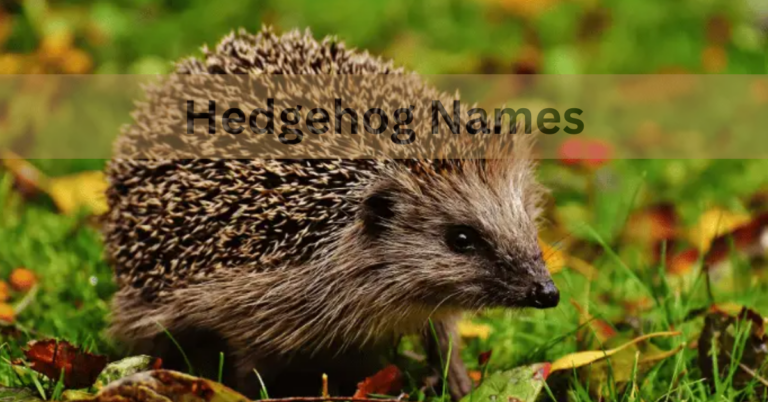 Hedgehog Names – Choose The Perfect And Amazing Names In 2024!