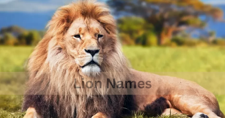 Lion Names – Choosing The Best Names Of Lions In 2024