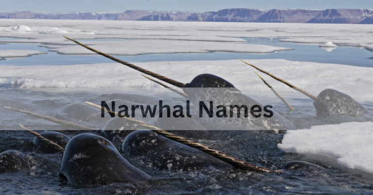 Narwhal Names – Unique and Whimsical Ideas For Narwhal Names In 2024