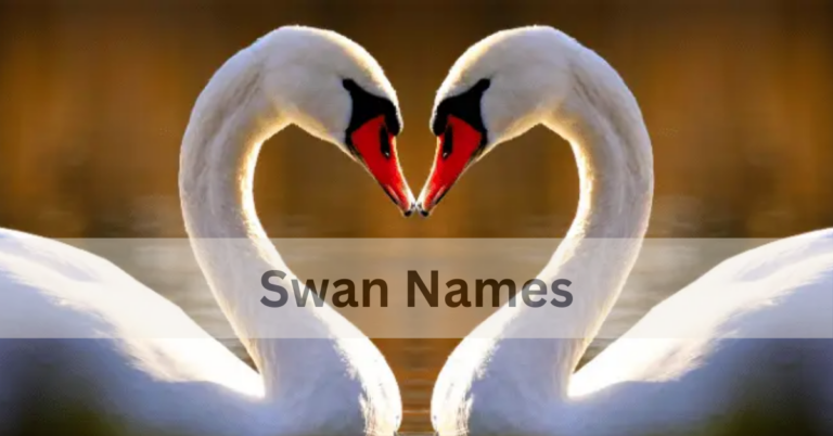 Swan Names – Select The perfect Names of Swan In 2024