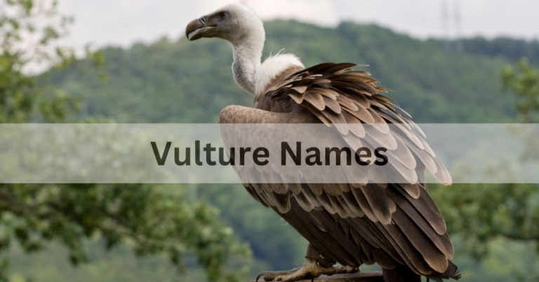 Vulture Names – Select The Amazing And Cute Nmaes of Vulture In 2024