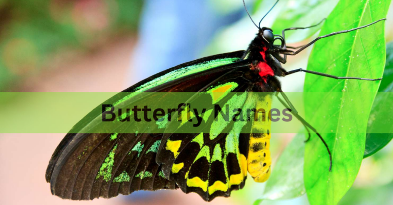 Butterfly Names – Select The Best And Beautiful Names Of Butterfly In 2024