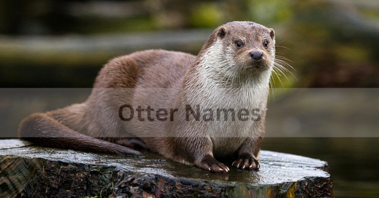 Otter Names – Choosing The Perfect Otter Names In 2024! 