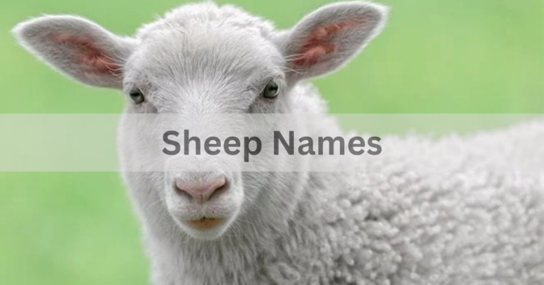 Sheep Names – Select The Best And Amazing Names For Sheep In 2024!