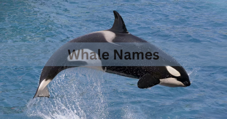 Whale Names – Select The Best Names Of Whale In 2024!