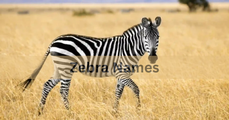 Zebra Names –  Choose The Perfect Name Of Zebra In 2024!